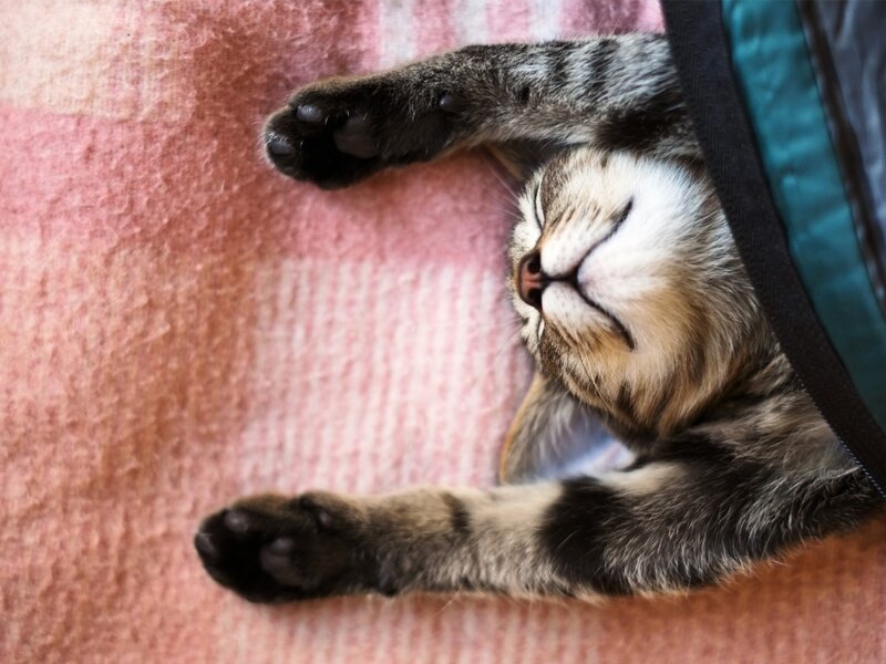 Tabby Cat Sleeping — Pink, Peaceful, Photograph