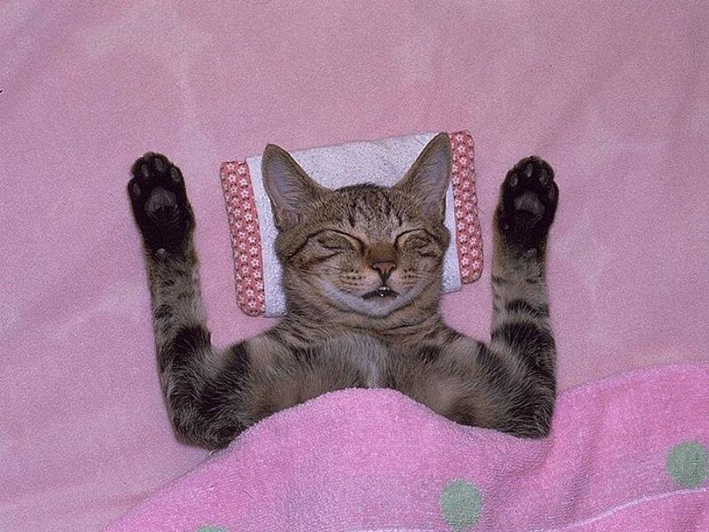 Tabby Cat Sleeping — Pink, Relaxed, Photograph