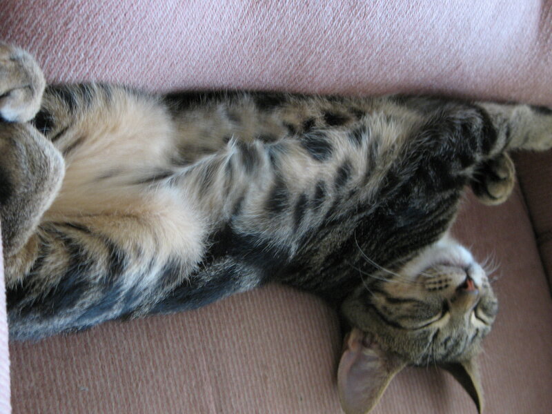 Tabby Cat Sleeping — Pink, Relaxed