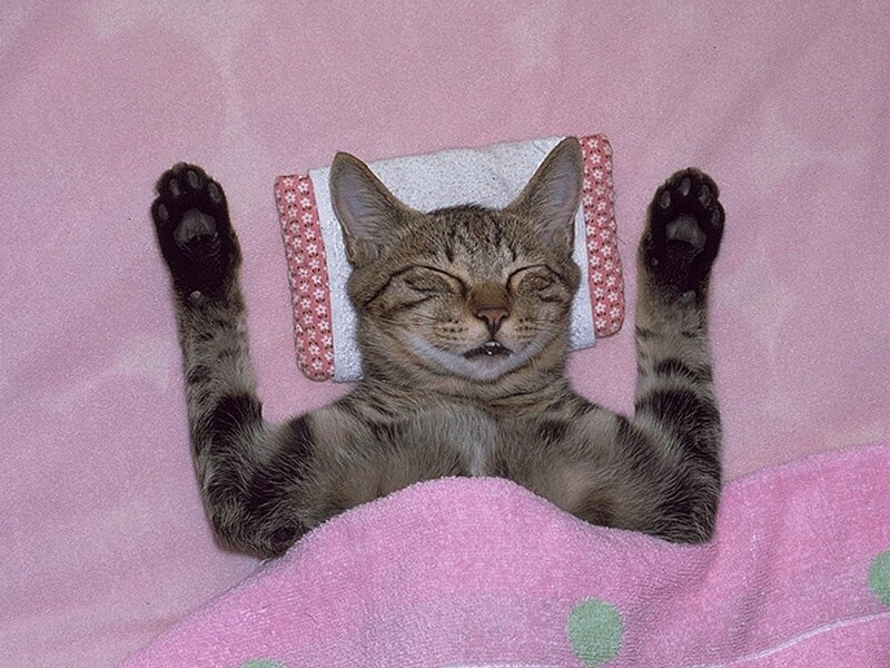 Tabby Cat Sleeping — Pink