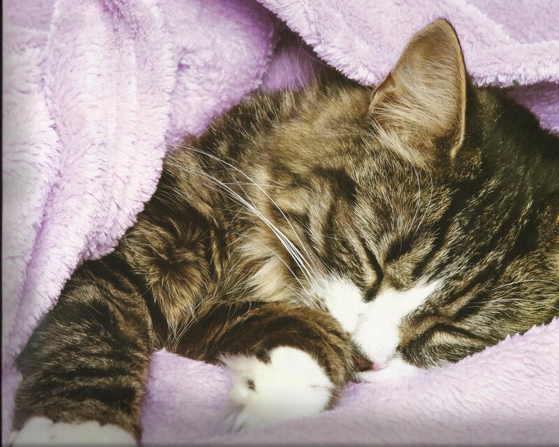 Tabby Cat Sleeping — Purple, Peaceful