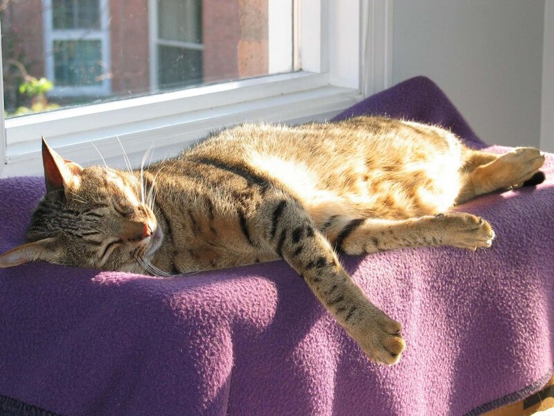 Tabby Cat Sleeping — Purple