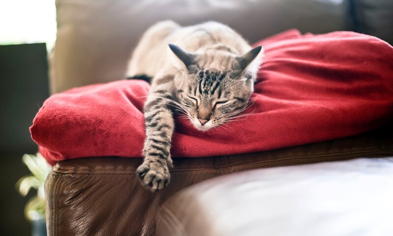 Tabby Cat Sleeping — Red, Peaceful, Morning