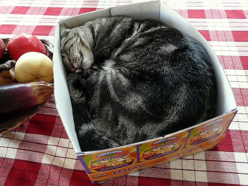 Tabby Cat Sleeping — Red, Peaceful, Photograph, Box