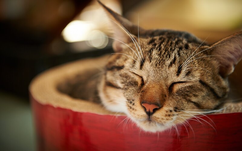 Tabby Cat Sleeping — Red, Peaceful, Photograph, Cat Bed