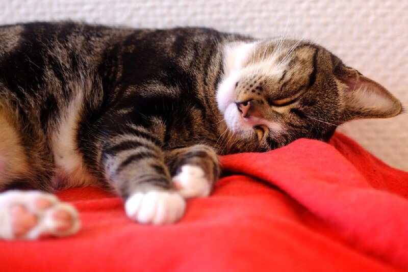 Tabby Cat Sleeping — Red, Peaceful, Photograph
