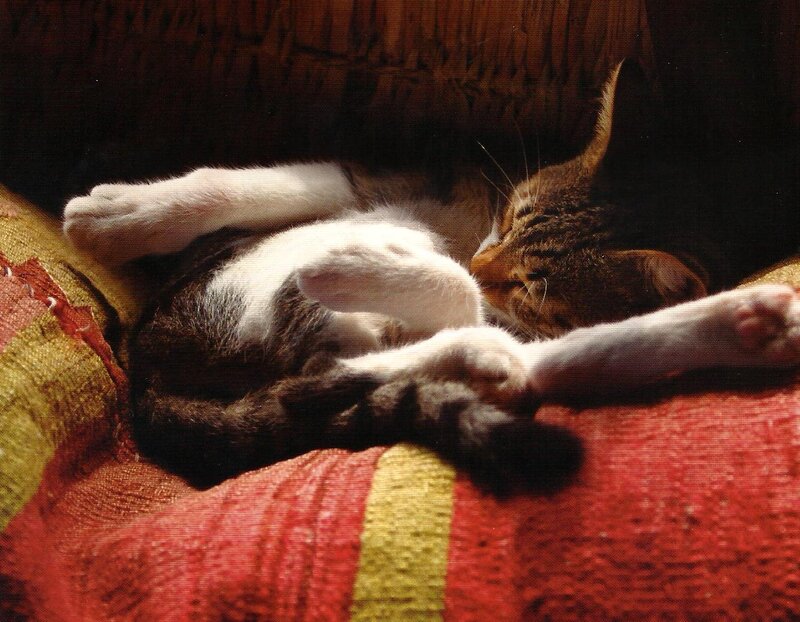 Tabby Cat Sleeping — Red, Peaceful