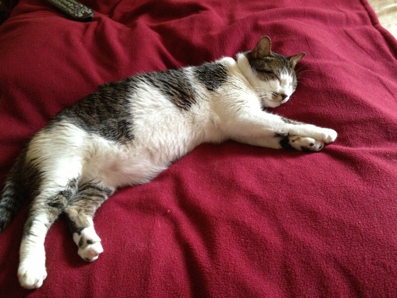 Tabby Cat Sleeping — Red