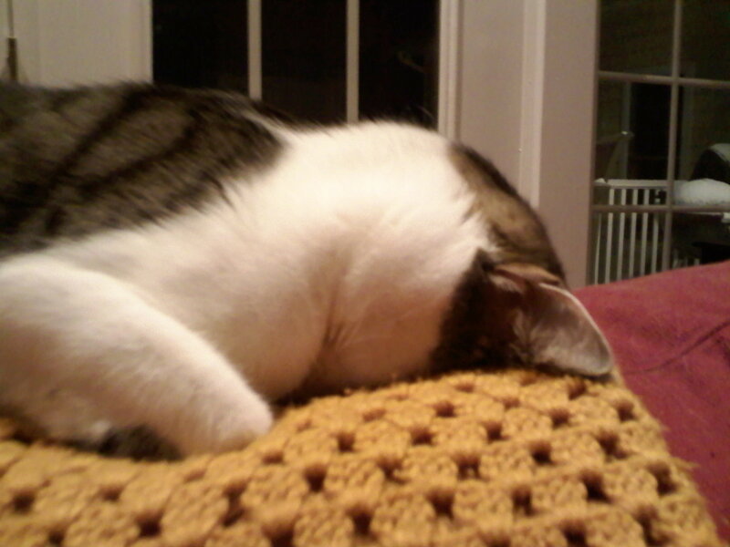 Tabby Cat Sleeping