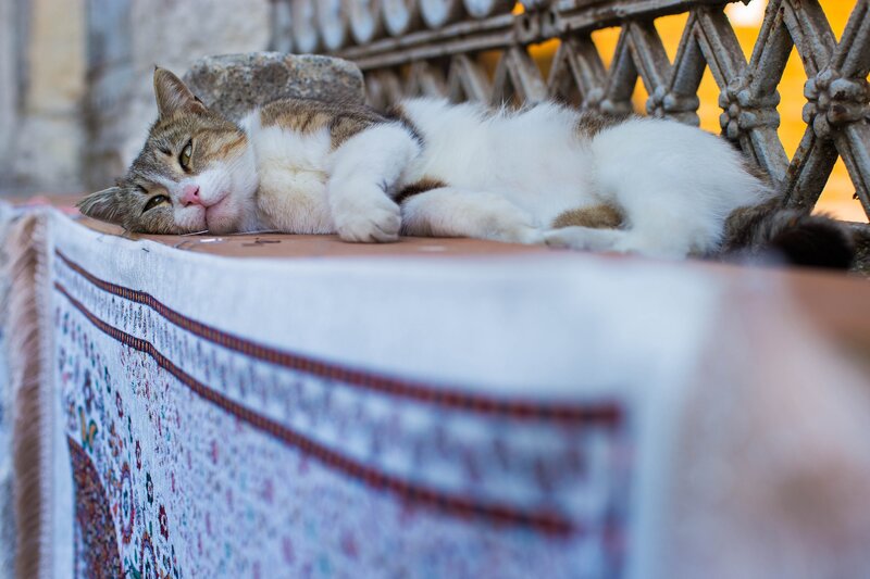 Tabby Cat Sleeping — White, Calm, Afternoon
