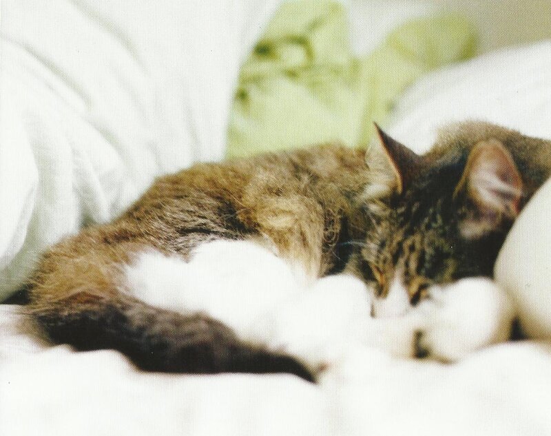 Tabby Cat Sleeping — White, Calm