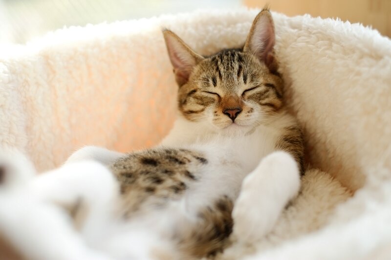 Tabby Cat Sleeping — White, Peaceful, Morning, Photograph