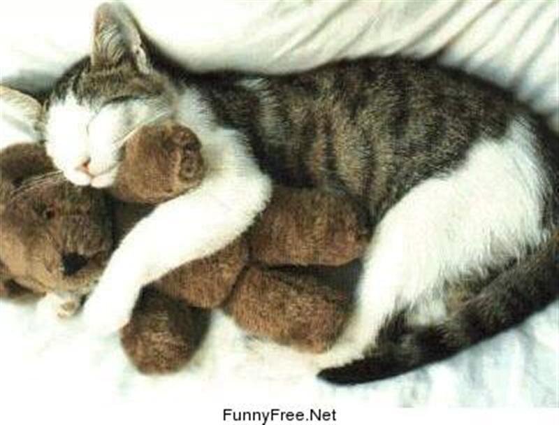 Tabby Cat Sleeping — White, Peaceful, Photograph