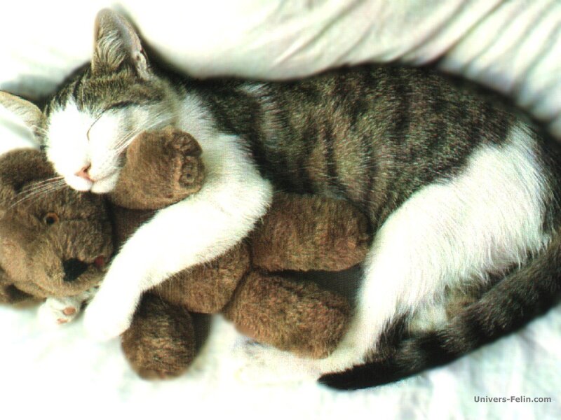 Tabby Cat Sleeping — White, Peaceful