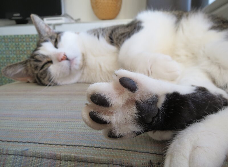 Tabby Cat Sleeping — White, Relaxed, Photograph