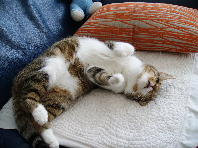 Tabby Cat Sleeping — White, Relaxed