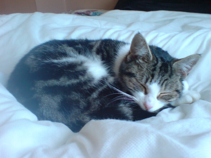 Tabby Cat Sleeping — White