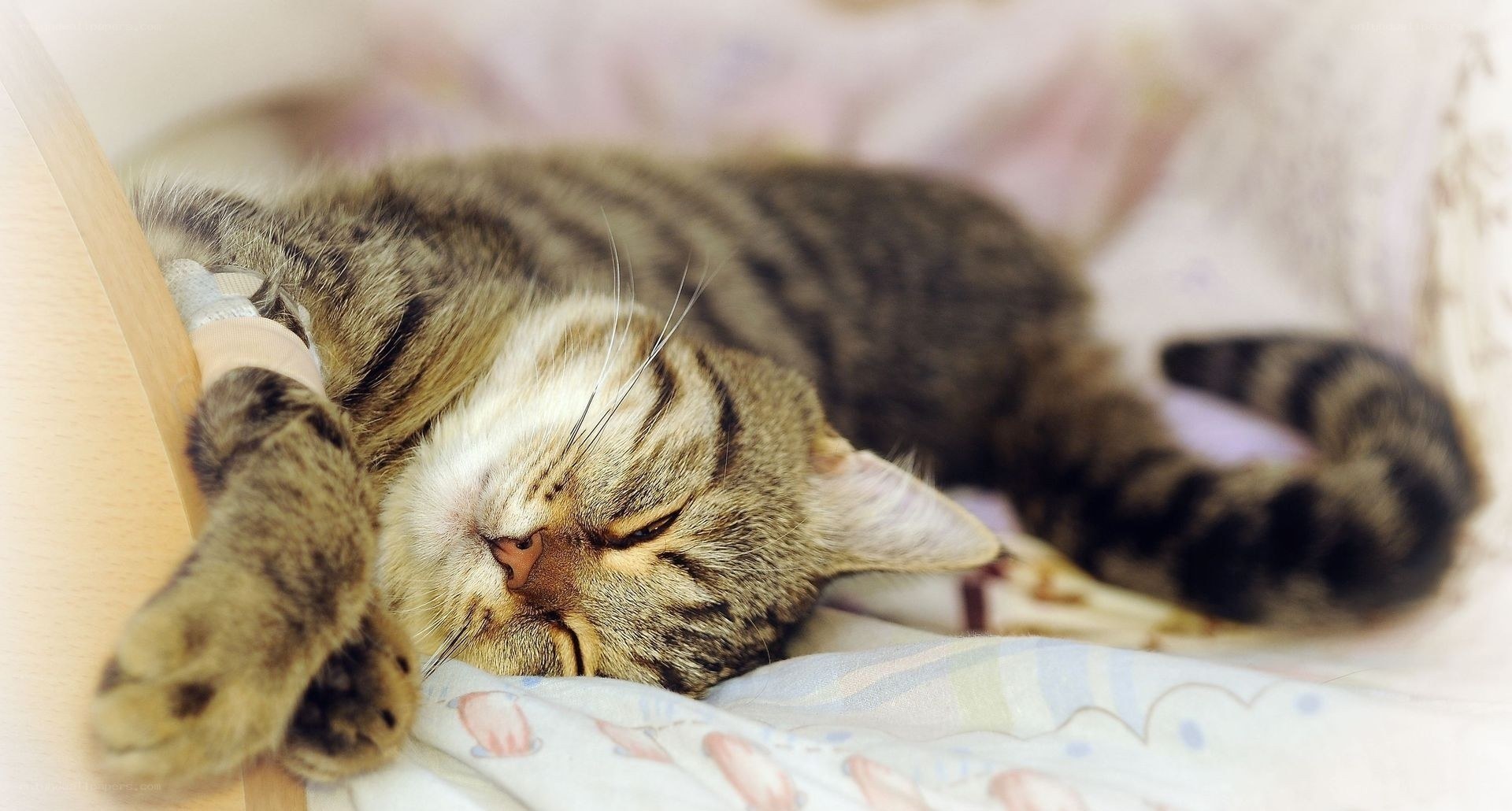 Tabby cat sleeping with IV