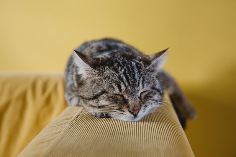 Tabby Cat Sleeping — Yellow, Peaceful