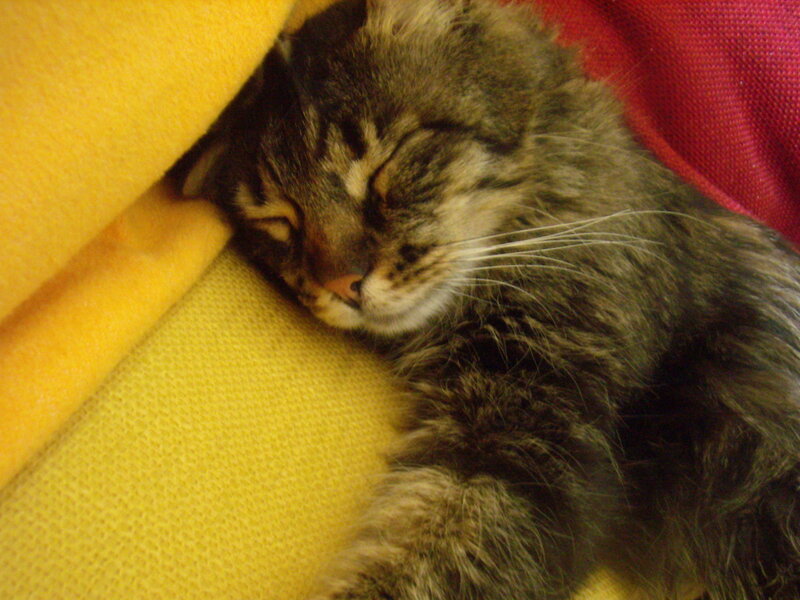 Tabby Cat Sleeping — Yellow
