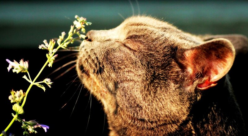 Tabby Cat Smelling Flower