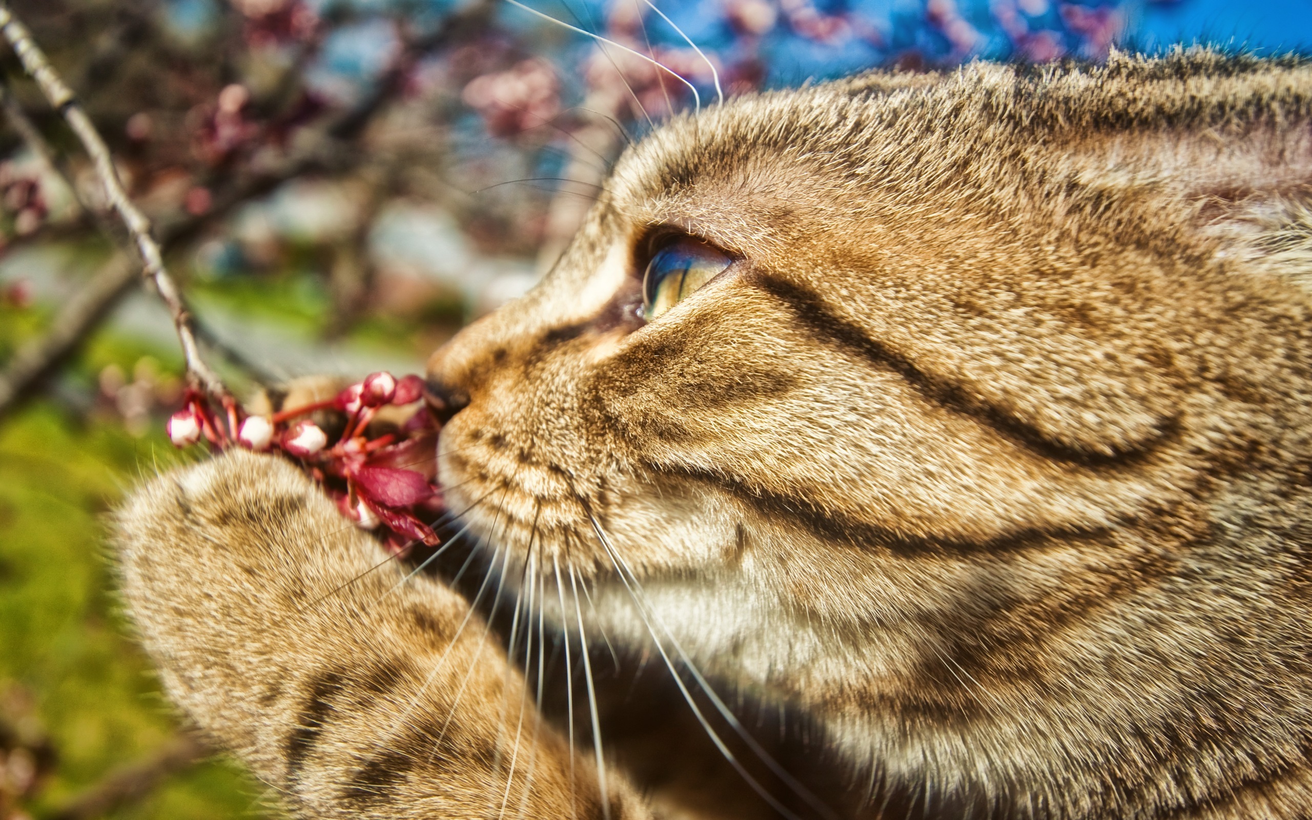 Tabby cat smelling flowers