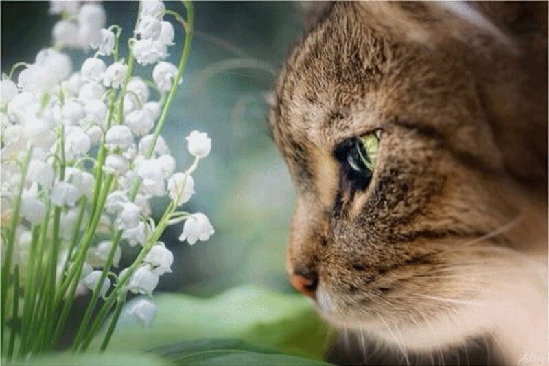 Tabby Cat Smelling Flowers — Brown