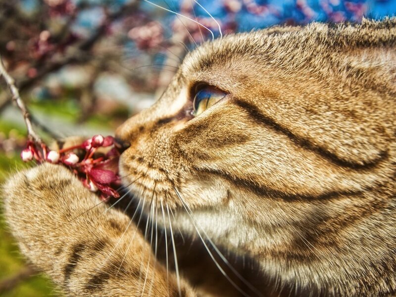 Tabby cat smelling flowers
