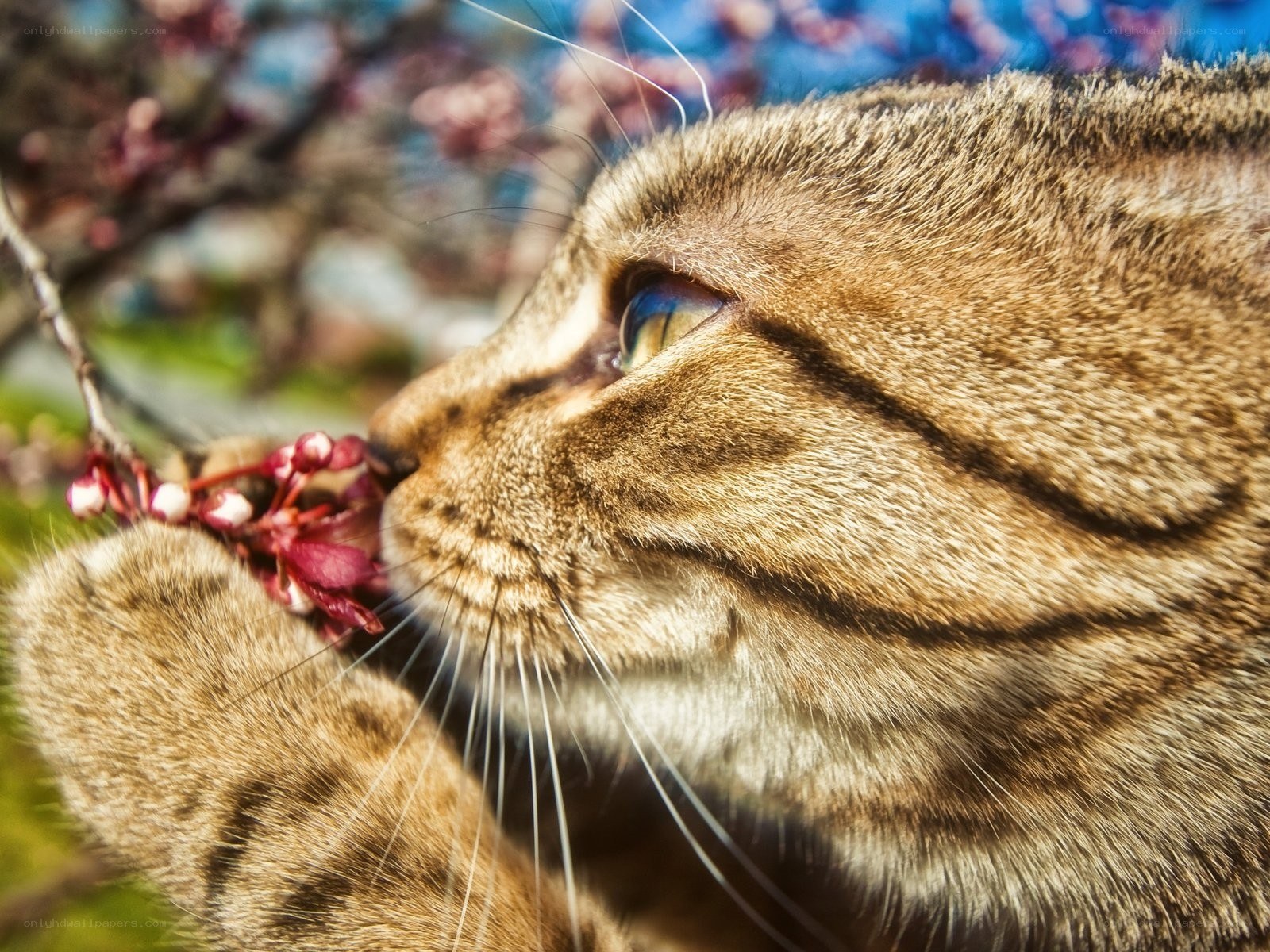 Tabby cat smelling flowers