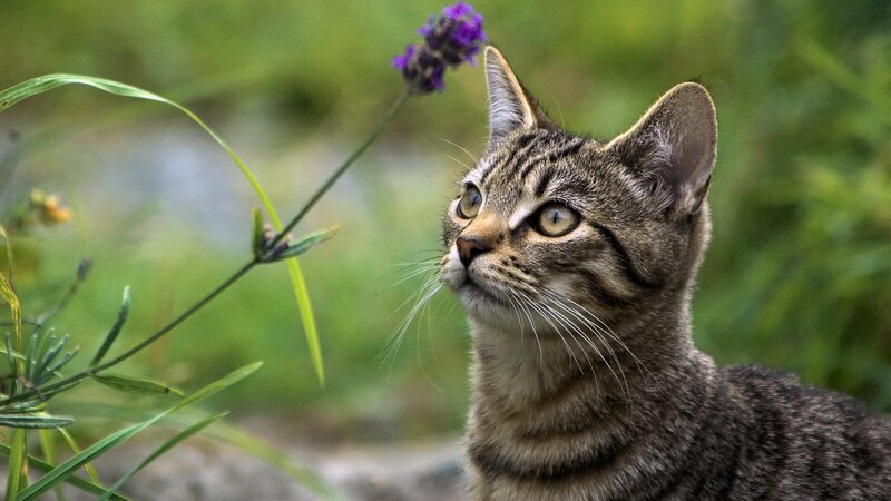 tabby cat smelling lavender
