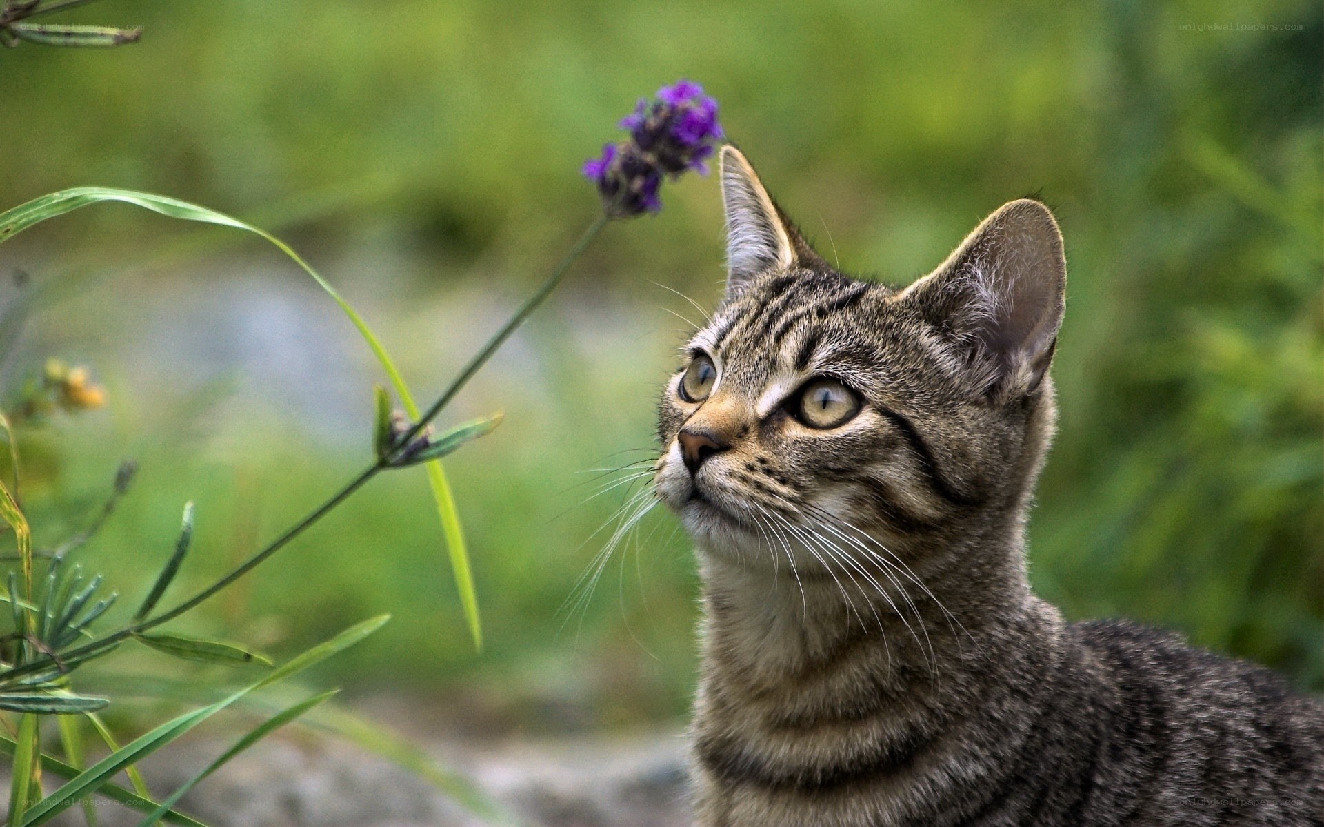 Tabby cat sniffing a flower