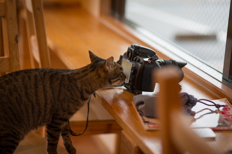 Tabby Cat Sniffing Camera