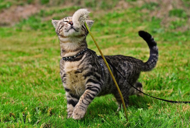 Tabby Cat Sniffing Dandelion — Green, Curious