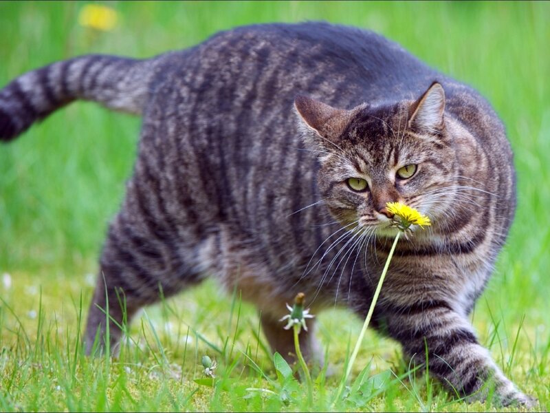 Tabby Cat Sniffing Dandelion — Green