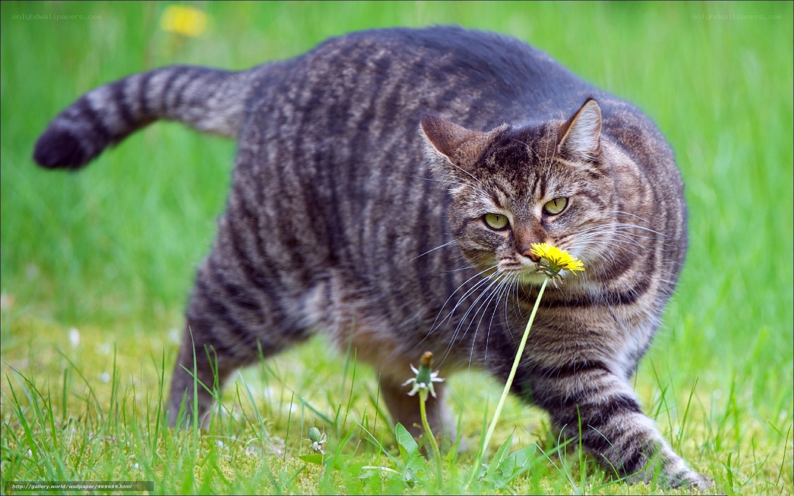 Tabby cat sniffing dandelion