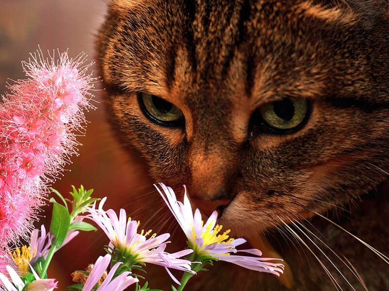 Tabby Cat Sniffing Flowers — Brown, Calm, Photograph