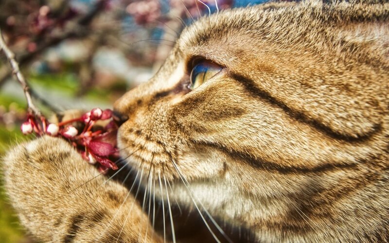 Tabby Cat Sniffing Flowers — Brown, Calm, Spring, Photograph, Branch