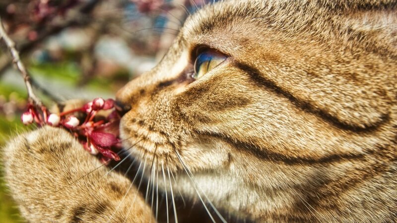 Tabby Cat Sniffing Flowers — Brown, Calm, Spring, Photograph, Branch, Whiskers