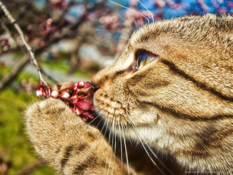 Tabby Cat Sniffing Flowers — Brown, Calm, Spring, Photograph
