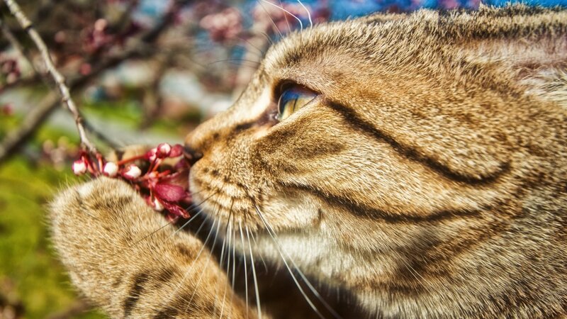 Tabby Cat Sniffing Flowers — Brown, Calm, Spring