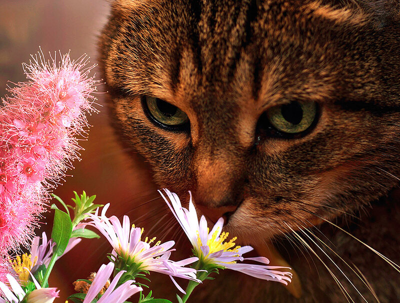 Tabby Cat Sniffing Flowers — Brown, Calm