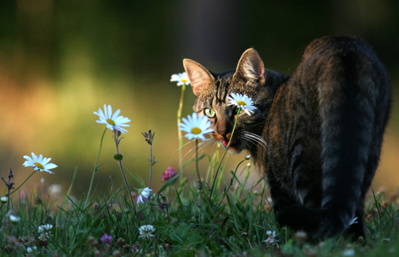 Tabby Cat Sniffing Flowers — Green