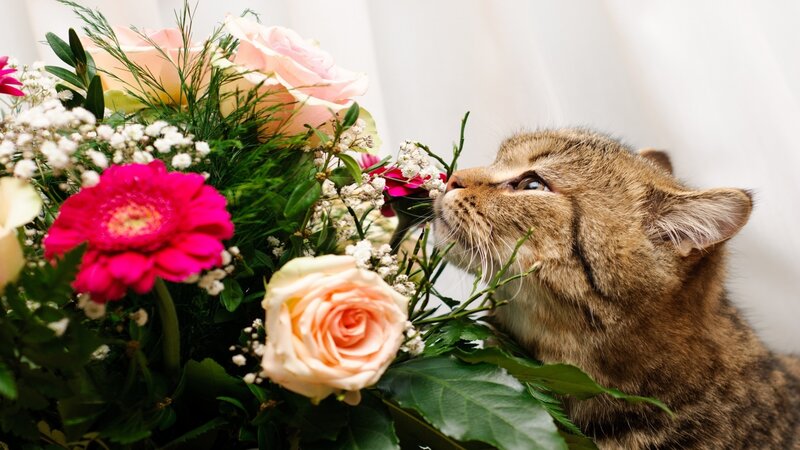Tabby Cat Sniffing Flowers — Pink, Calm, Photograph