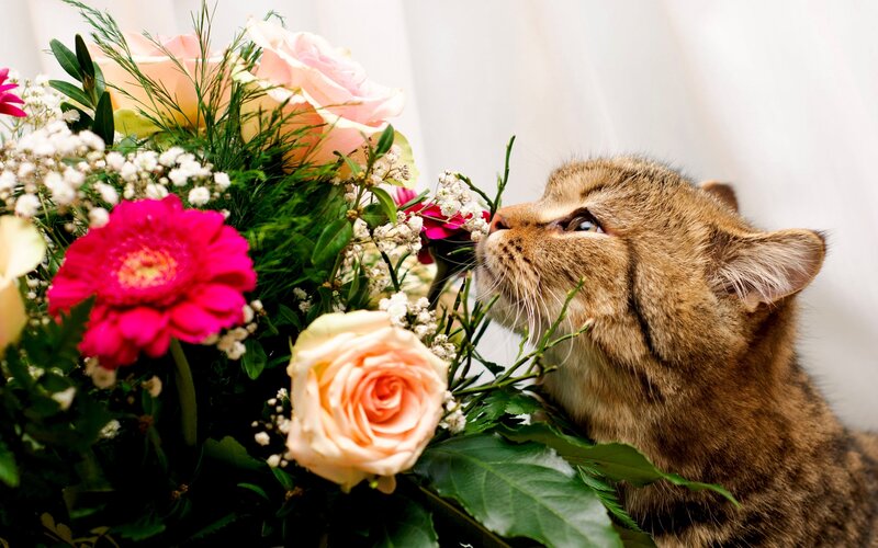 Tabby Cat Sniffing Flowers — Pink, Calm