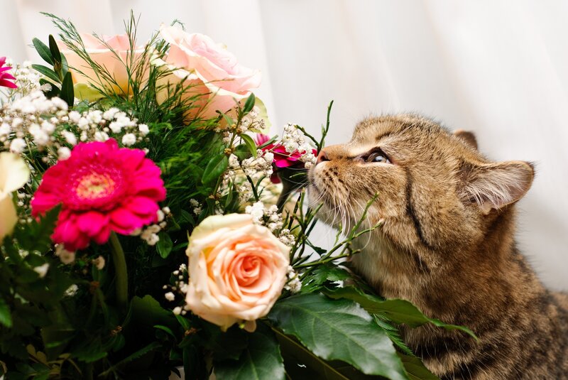 Tabby Cat Sniffing Flowers — Pink