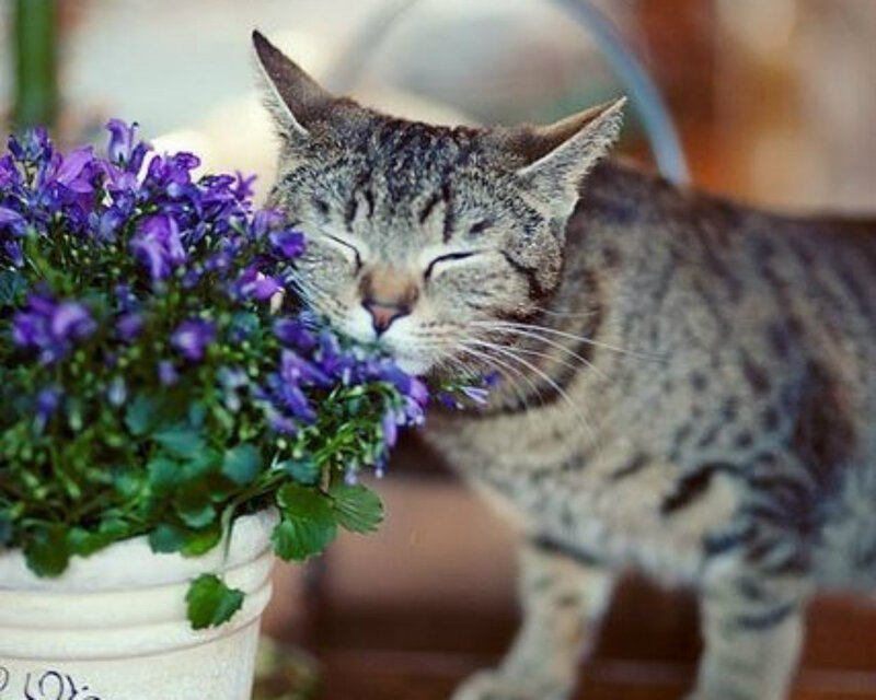 Tabby Cat Sniffing Flowers — Purple