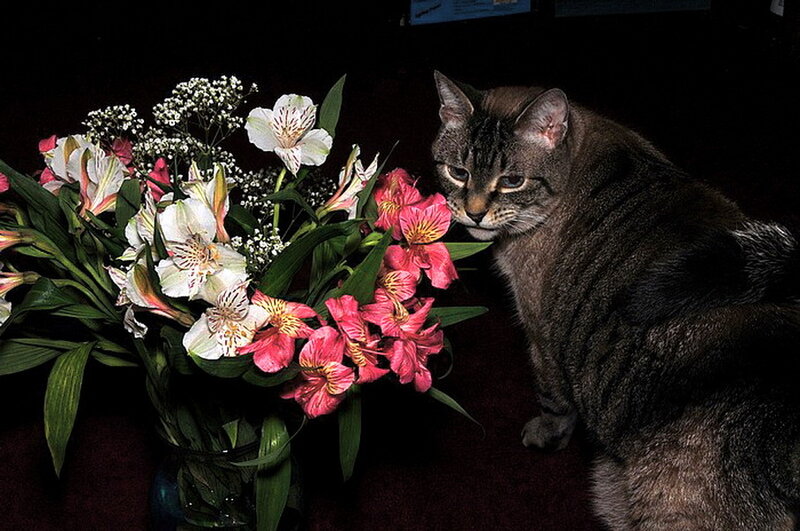 Tabby Cat Sniffing Flowers