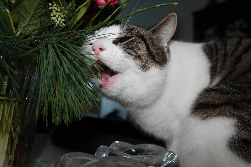 Tabby Cat Sniffing Flowers — White, Curious