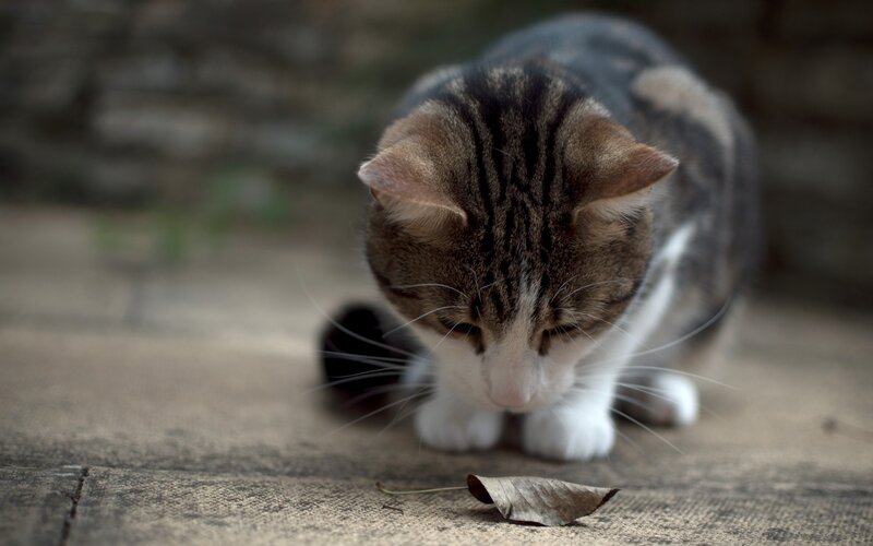Tabby Cat Sniffing Ground