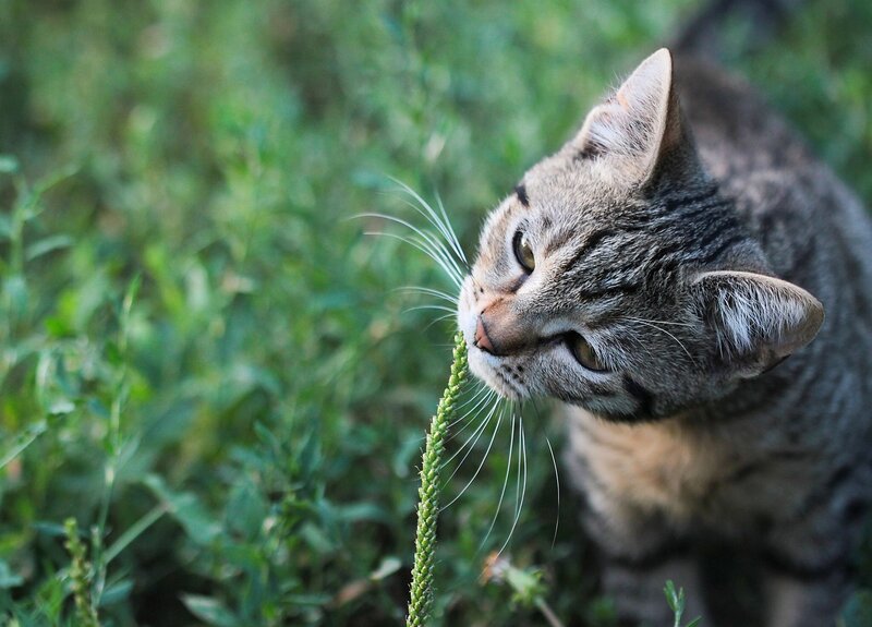 Tabby Cat Sniffing Plant